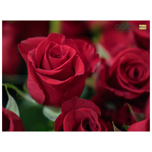 گل رز به سرخی عشق