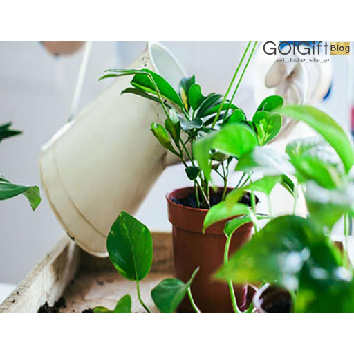 حفظ کلسیم طبیعی برای گیاه