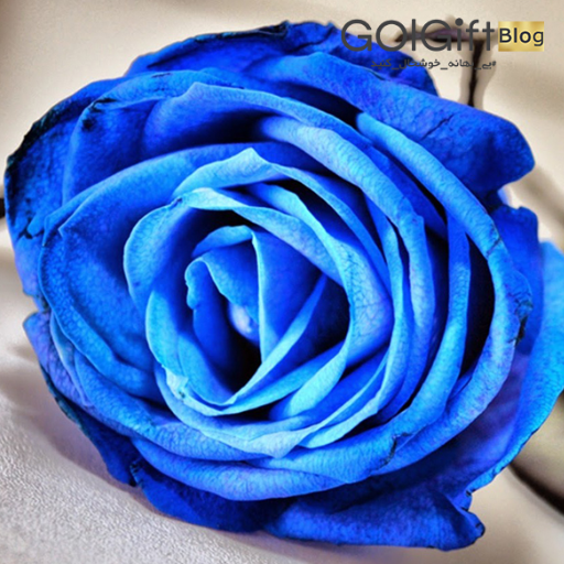گل رز آبی معنای یک عاشق حقیقی