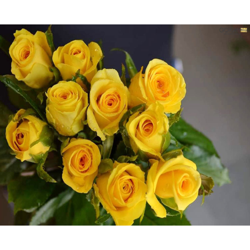 گل رز هلندی زرد