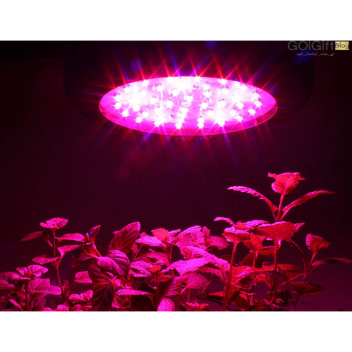 میزان نور مورد نیاز گیاهان و اثرات آن در روند رشد گیاه