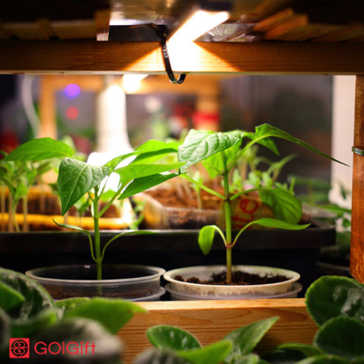 نکات مهم هنگام استفاده از نور مصنوعی برای گیاه بونسای