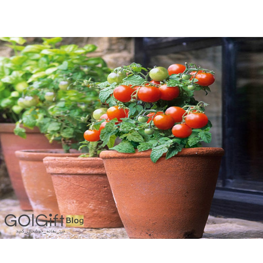 نگهداری گیاه گوجه گیلاسی با دمای مناسب