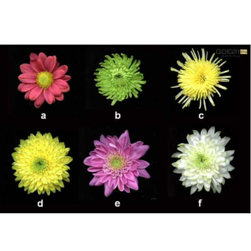 انواع گل کرزنتیا