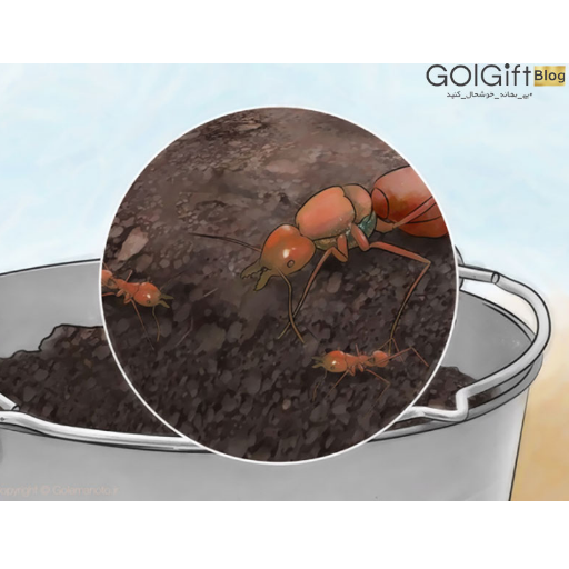 دلایل تجمع مورچه در خاک گلدان