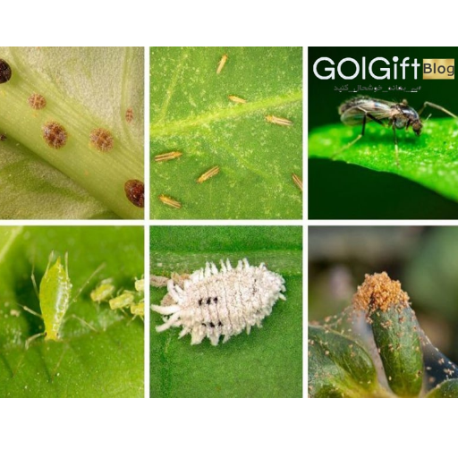 چه حشراتی باعث سوراخ شدن برگ گیاه آپارتمانی می شوند؟