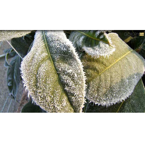 سرمازدگی گیاهان در-زمستان