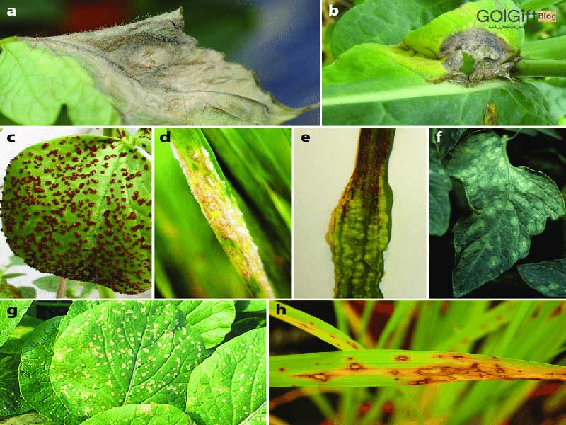 گل گیفت | علائم قارچ گیاهان