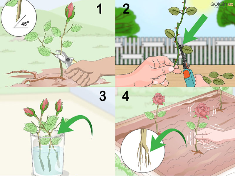 گل گیفت | روش های قلمه زدن گل‌ رز