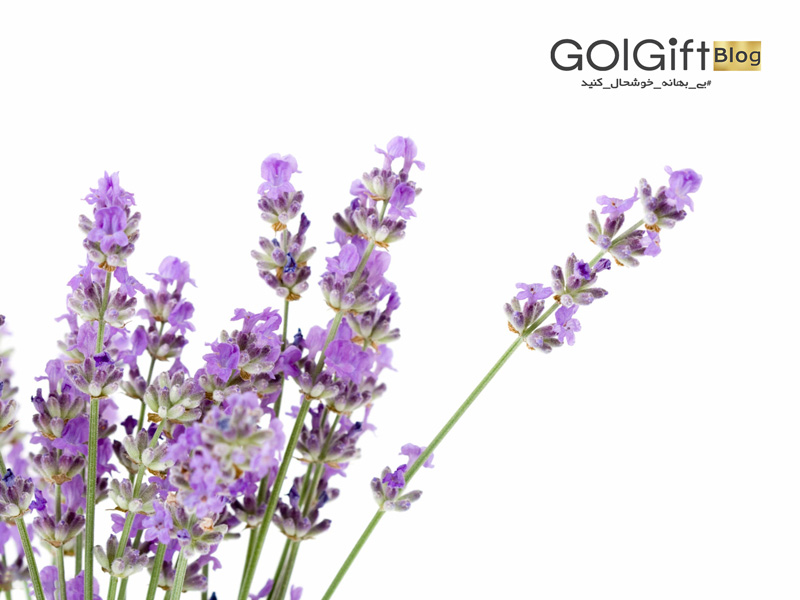 گل گیفت | اسطوخودوس ( Lavender )