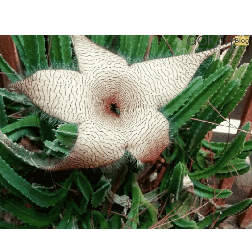 تصویر تکثیر کاکتوس قورباغه‌ای