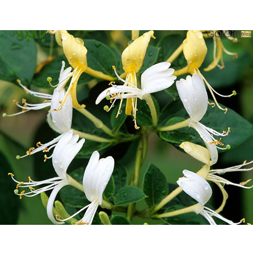 پیچ امین الدوله شیپور برای استخر (Lonicera-sempervirens) width=512 height=512 border=0