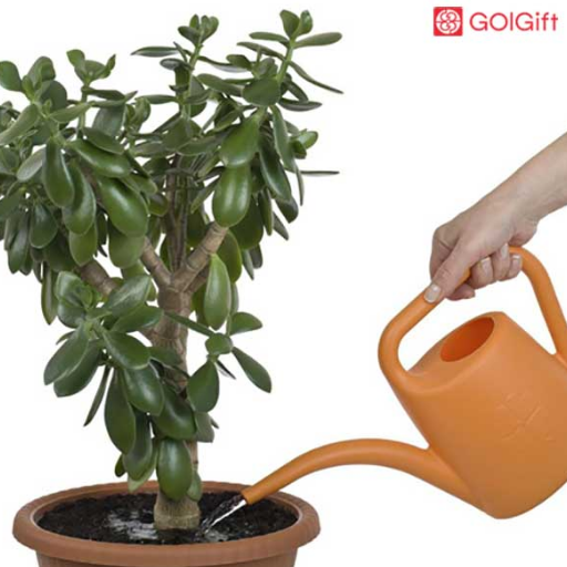 آبیاری نامناسب گیاه کراسولا