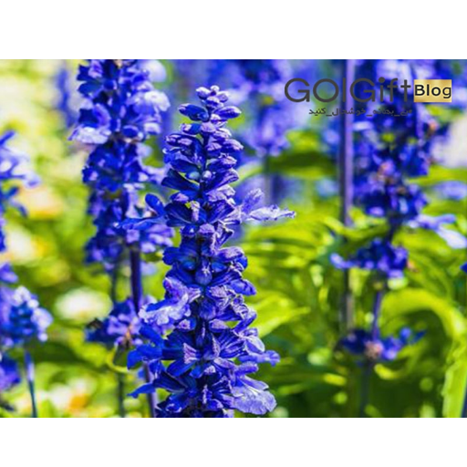 گل زبان در قفا width=512 height=512 border=0