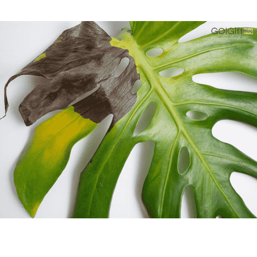 خراب شدن برگ گیاه Monstera deliciosa  به دلیل وجود آفات width=512 height=512 border=0