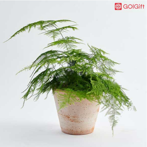 روش نگهداری از گیاه سرخس مارچوبه