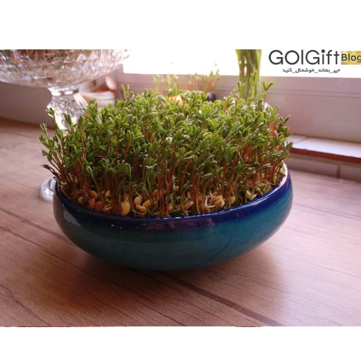 زمان کاشت مناسب عدس برای سبزه عید