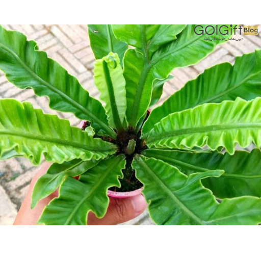 سرخس آشیانه پرنده