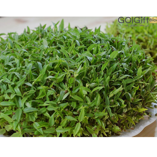 نکات مهم برای پر پشت شدن سبزه عید width=512 height=512 border=0