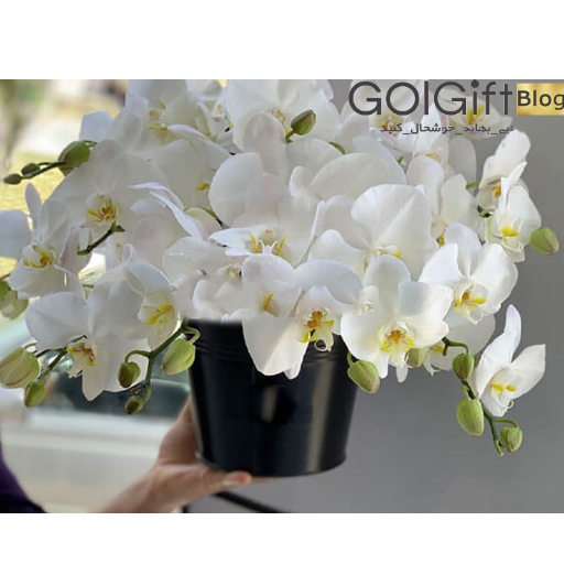 گل ارکیده برای روز مهندس عرض=512 ارتفاع=512 بدون حاشیه=0