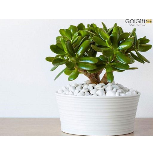 گیاه اپارتمانی یشم (Crassula-ovata) width=512 height=512 border=0