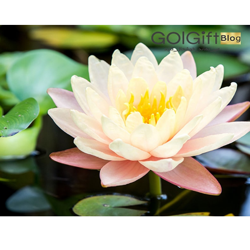 گل متولیدن تیر ماه  width=512 height=512 border=0