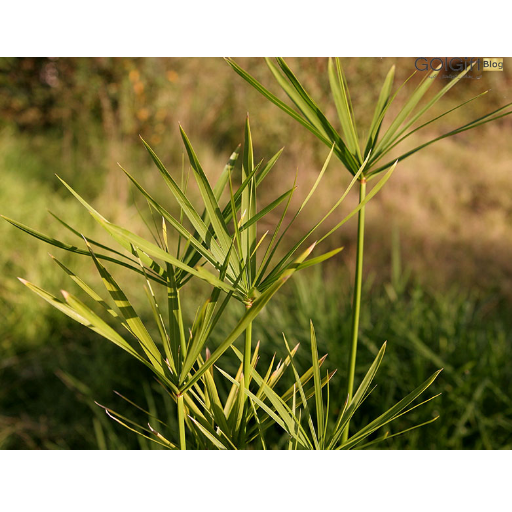 پاپیروس مصری (Cyperus-papyrus) width=512 height=512 border=0