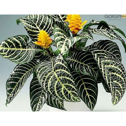 همه چیز درباره گیاه آفلاندرا