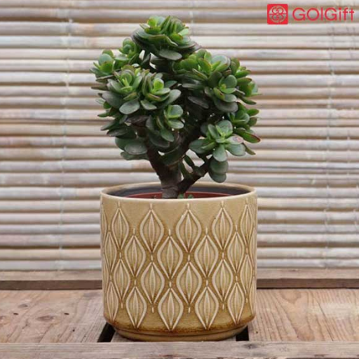 نکات نگهداری از گیاه کراسولا