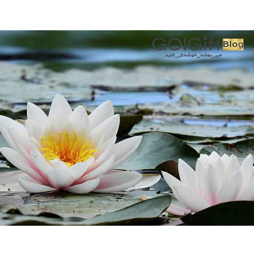 چرا گل ها هدایای مناسبی هستند width=512 height=512 border=0