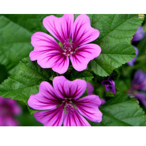 تصویر گل پنیرک