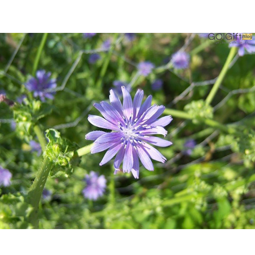 تصویر گیاه کاسنی وحشی