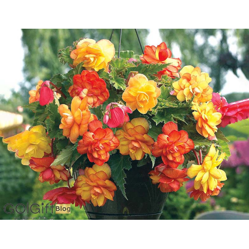 بگونیا یکی از گل‌های مناسب برای سبدهای آویزان width=512 height=512 border=0