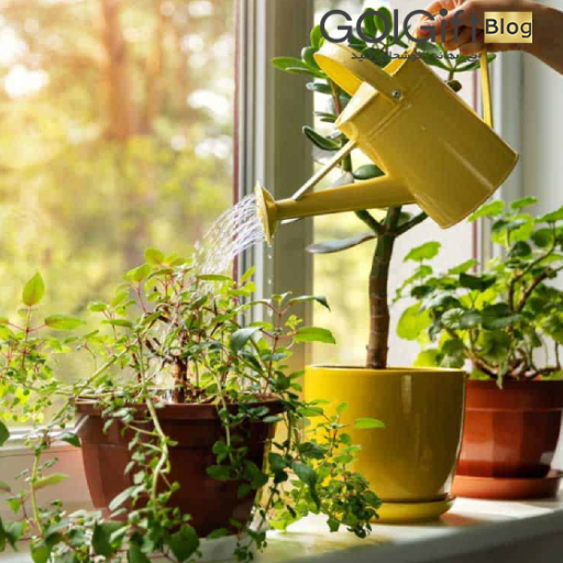 چگونه به درستی گیاهان را آبیاری کنیم