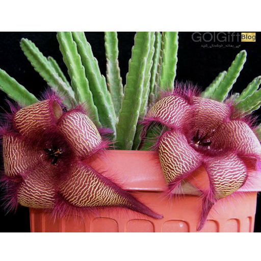 نور کافی برای کاکتوس قورباغه ای width=512 height=512 border=0