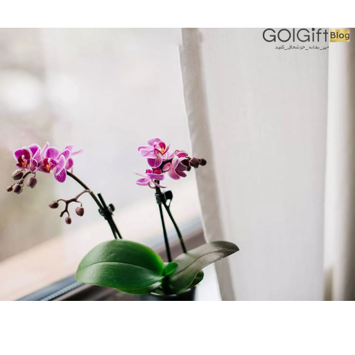گیاه آپارتمانی ارکیده