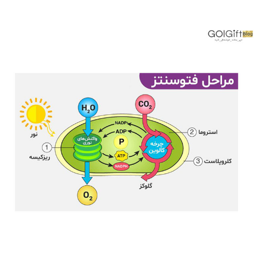 فتوسنتز چیست؟ عرض=۵۱۲ ارتفاع=۵۱۲ حاشیه=۰