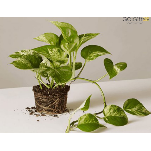 عکس درباره درمان بیماری پیچیده پتوس با استفاده از قارچ کش