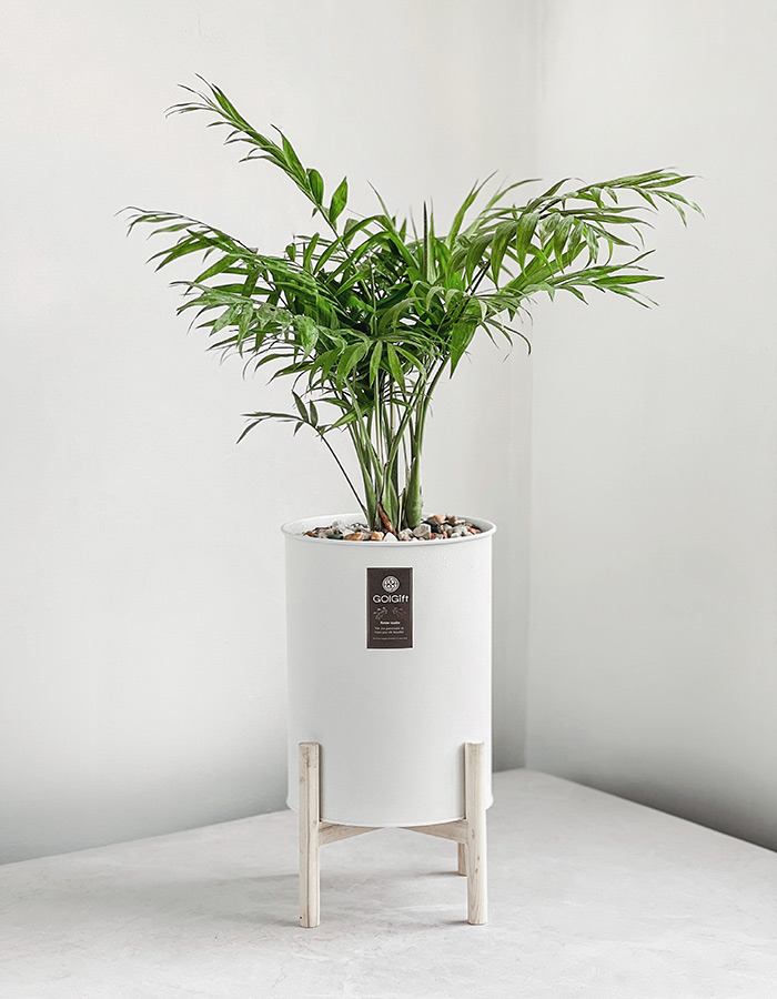 گلدان سفید شامادورا با پایه چوبی