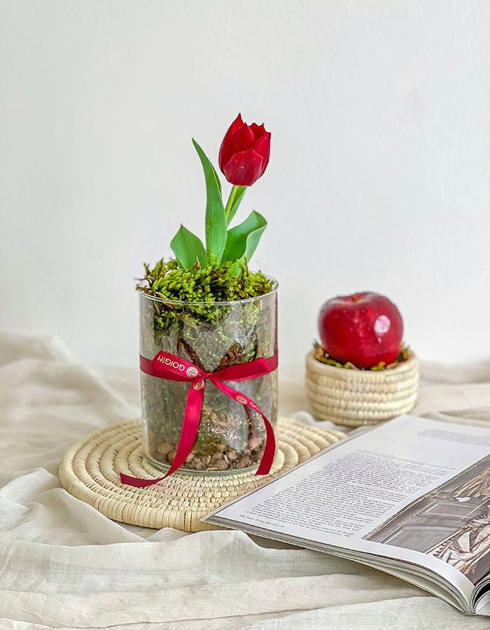 لاله قرمز با گلدان شیشه ای