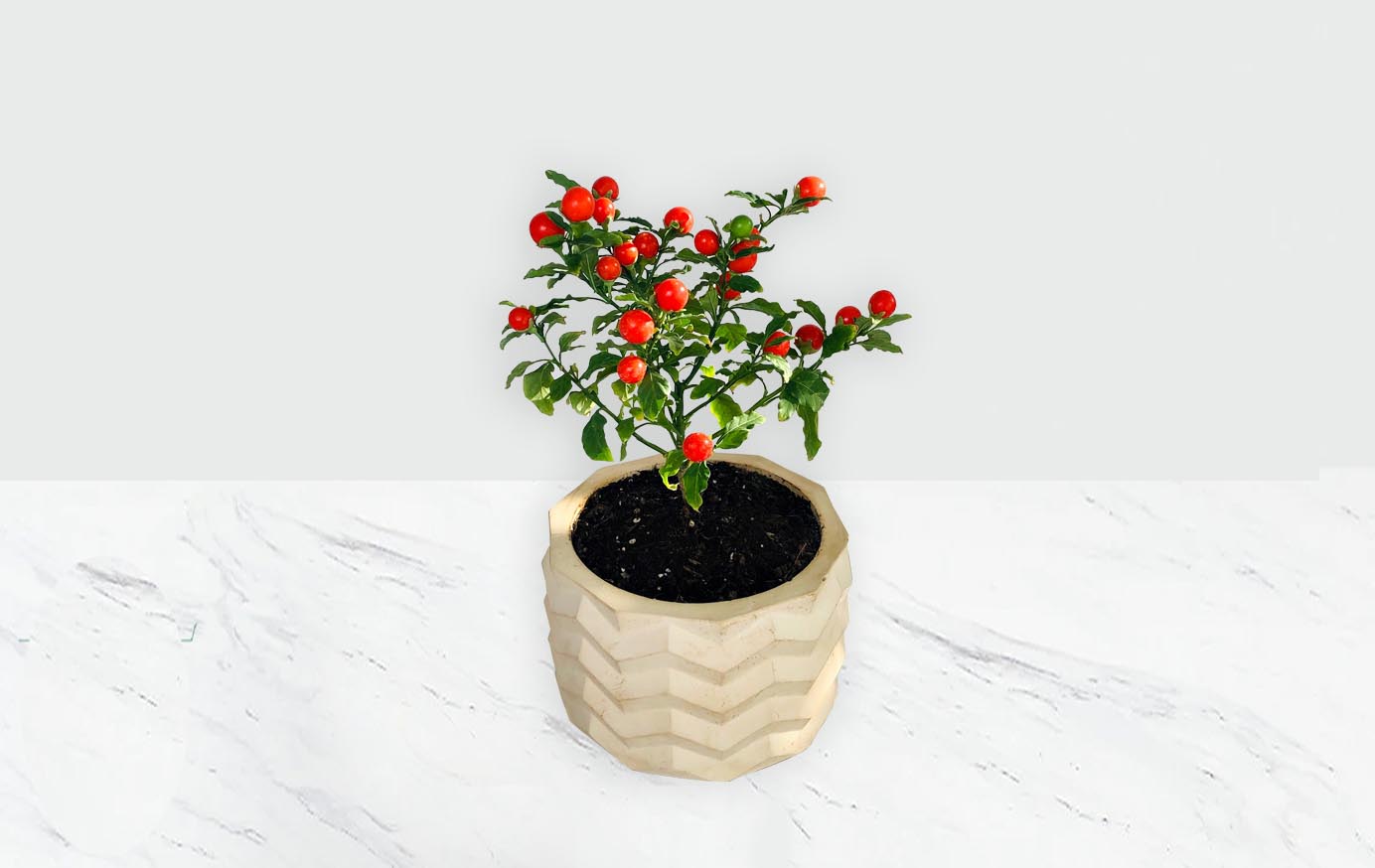گلدان گوجه گیلاسی