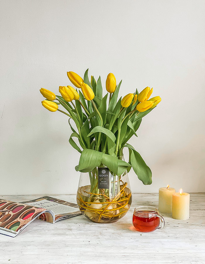 گلدان لاله هلندی زرد پیاز دار